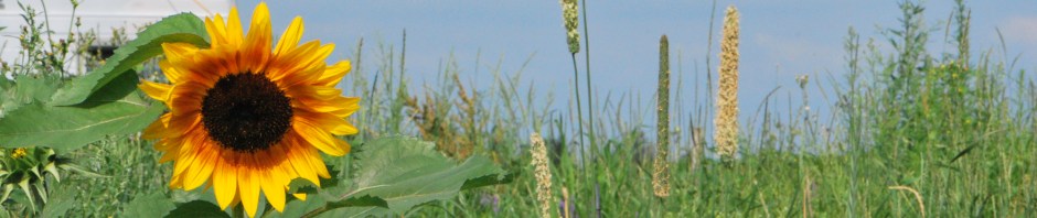 Roulotte et tournesol