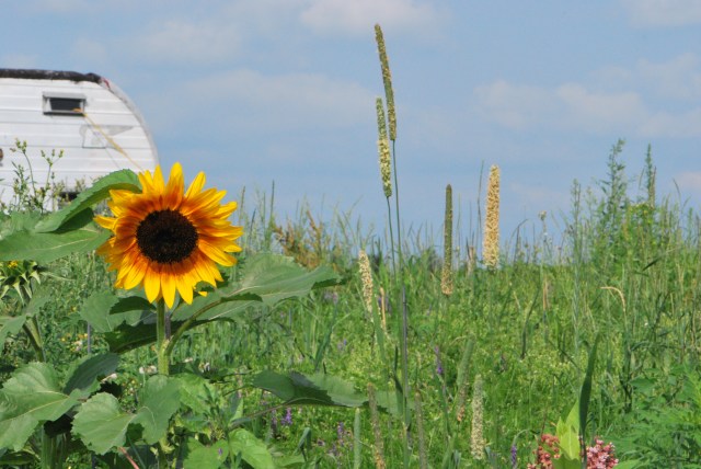 Roulotte et tournesol
