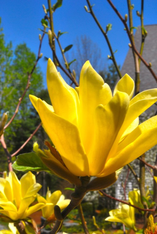 Magnolia jaune, Essex (Burlington), Vermont