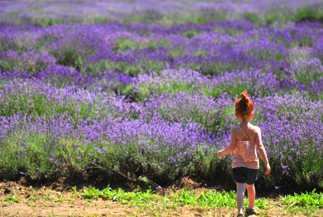 Un champ de lavande comme un carré de sable ...