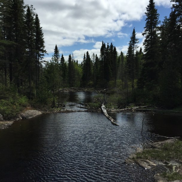 Barrage de castor en bordure du lac la Haie, Parc National Aiguebelle (c) Marie-Eve Blanchard